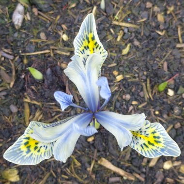 Iris 'Katharine Hodgkin' syn. Iris reticulata 'Katharine Hodgkin', Iris 'Injad Sherwood', Iris reticulata 'Injad Sherwood'