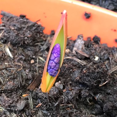 Muscari latifolium