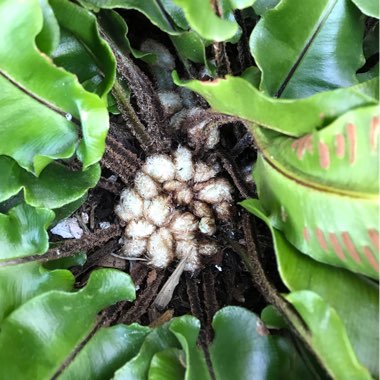 Asplenium scolopendrium 'Undulatum'