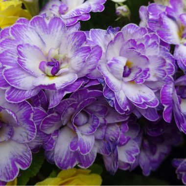 Primula belarina 'Amethyst Ice'