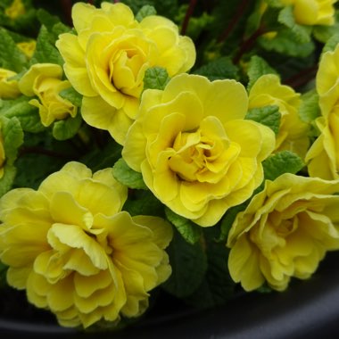 Primula belarina 'Buttercup Yellow'