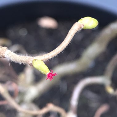 Corylus avellana 'Contorta'