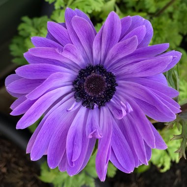 Anemone coronaria 'St Brigid' (Mix)