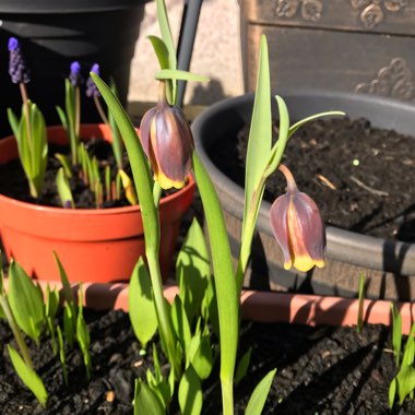 Fritillaria uva-vulpis