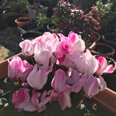 Cyclamen