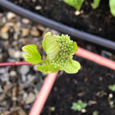 Cornus alba 'Sibirica'