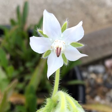 Borago officinalis var. 'Alba'