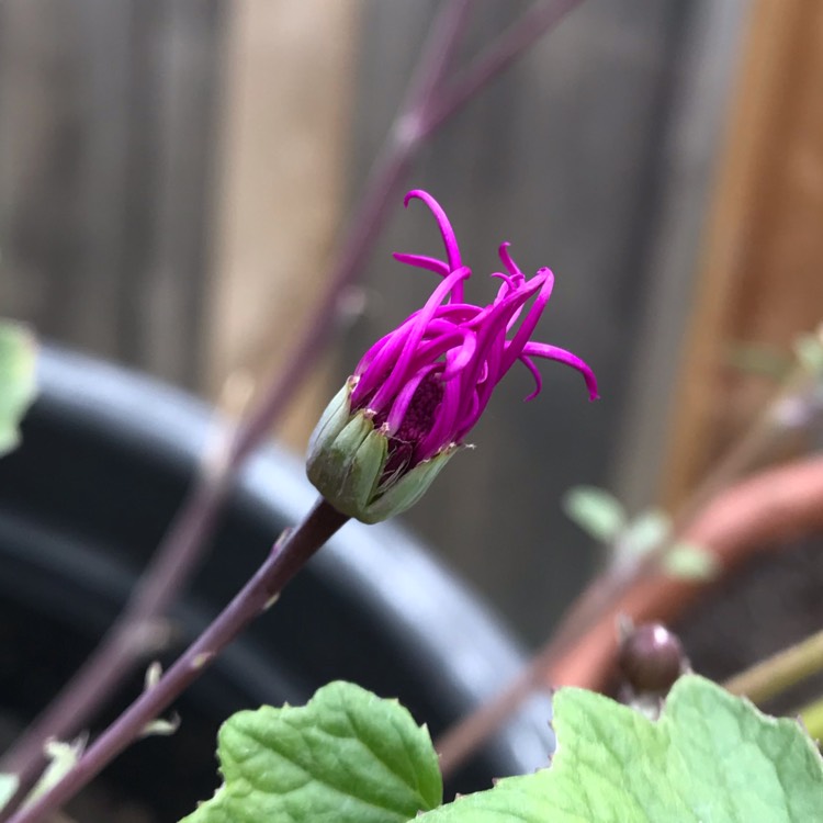 Plant image Pericallis x hybrida (Senetti Series)