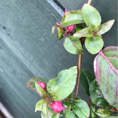 Fuchsia 'Pink Fizz'