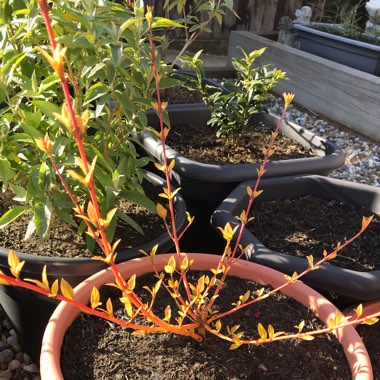 Cornus sanguinea 'Midwinter Fire'