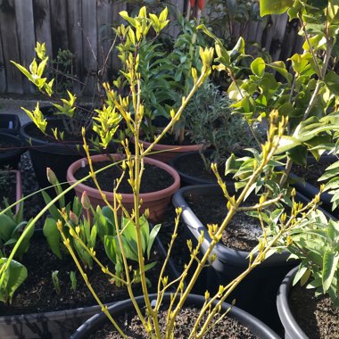 Cornus sericea 'Flaviramea' syn. Cornus stolonifera 'Flaviramea'