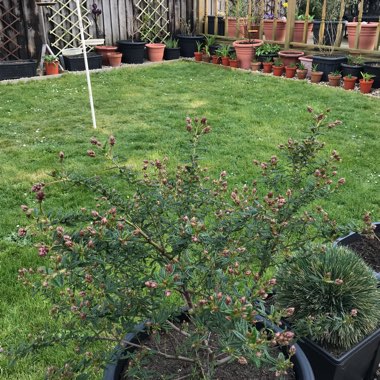 Ceanothus 'Concha'