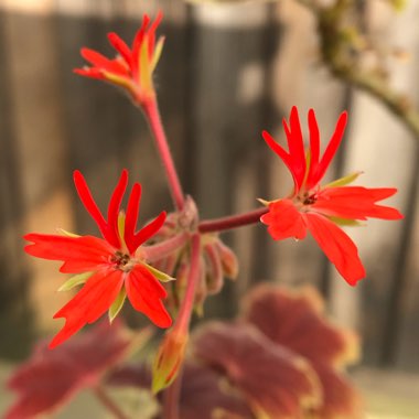 Pelargonium 'Vancouver Centennial'