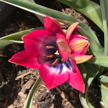 Tulipa 'Little Beauty' syn. Tulipa humilis 'Little Beauty'