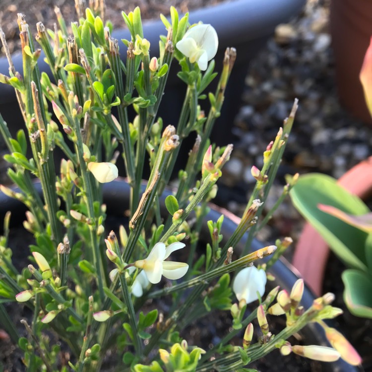 Plant image Cytisus x praecox 'Albus'