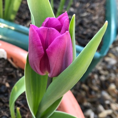 Tulipa 'Purple Flag'