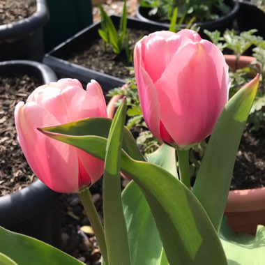 Tulipa 'Candy Prince'