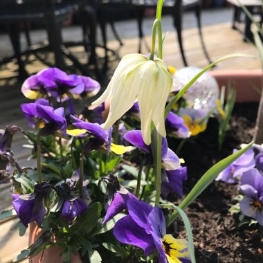 Fritillaria meleagris var. unicolor subvar. alba syn. Fritillaria meleagris 'Alba'