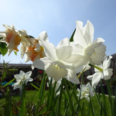 Narcissus 'Tresamble'