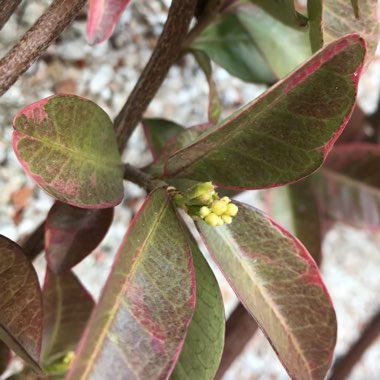 Trachelospermum jasminoides 'Variegatum'