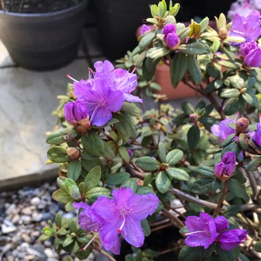 Rhododendron  (Rhododendron Varieties)