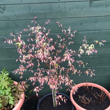 Acer Palmatum 'Ukigumo'