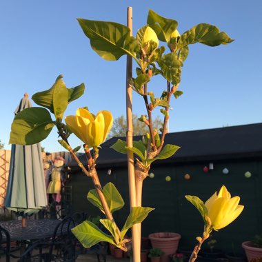 Magnolia x brooklynensis 'Yellow Bird'