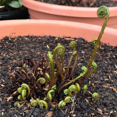 Blechnum spicant syn. Blechnum boreale;Blechnum heterophyllum