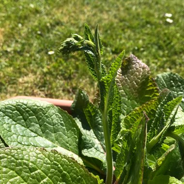 Verbascum phoeniceum Hybrid mix