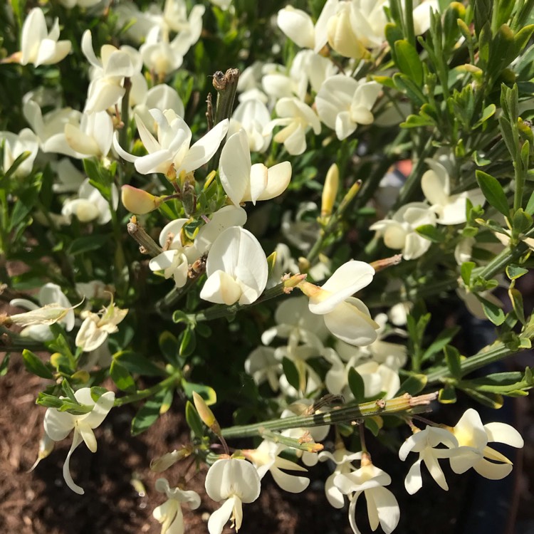 Plant image Cytisus x praecox 'Albus'