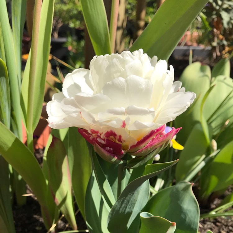 Plant image Tulipa 'Ice Cream'