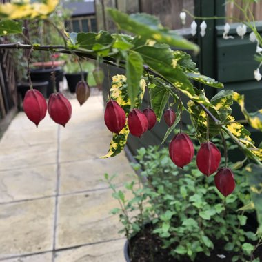 Abutilon megapotamicum 'Variegatum'