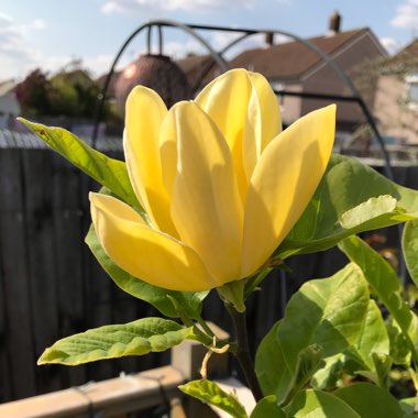 Magnolia x brooklynensis 'Yellow Bird'