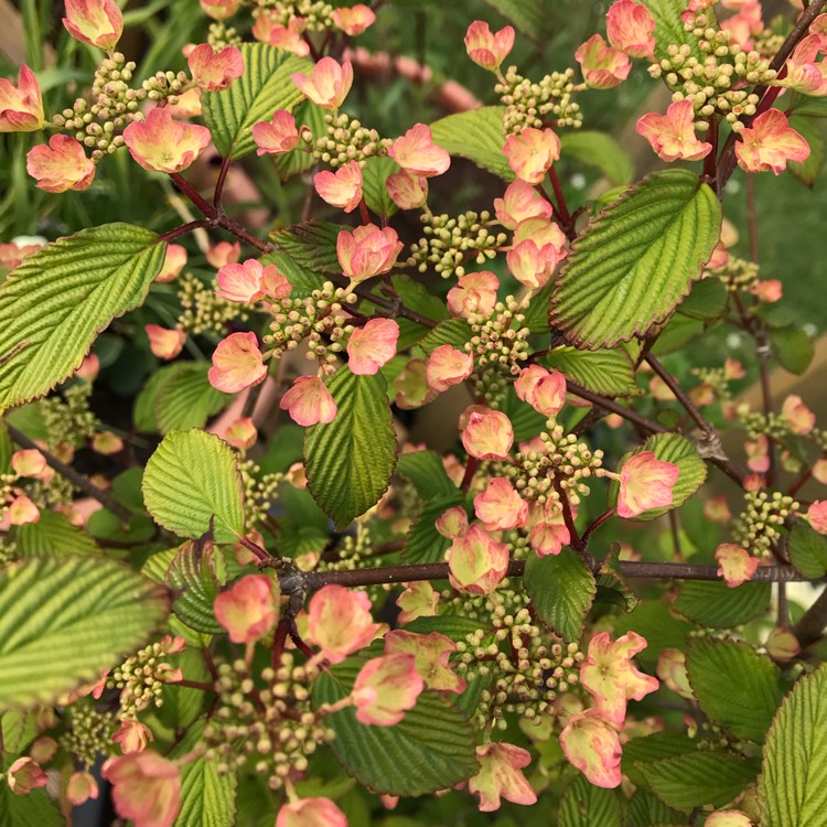 Plant image Viburnum plicatum f. tomentosum 'Jww5' syn. Viburnum 'Kilimanjaro Sunrise'