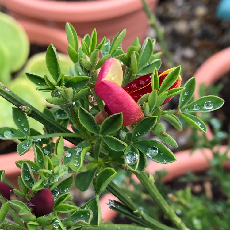 Plant image Cytisus