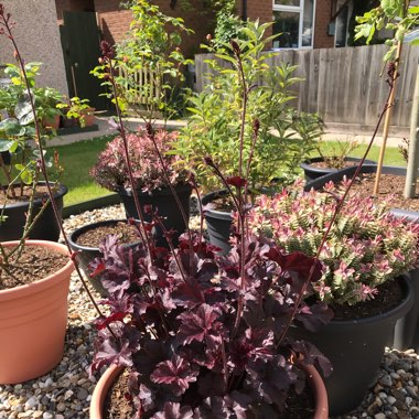 Heuchera 'Black Beauty'