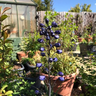 Delphinium 'Pacific Giants'