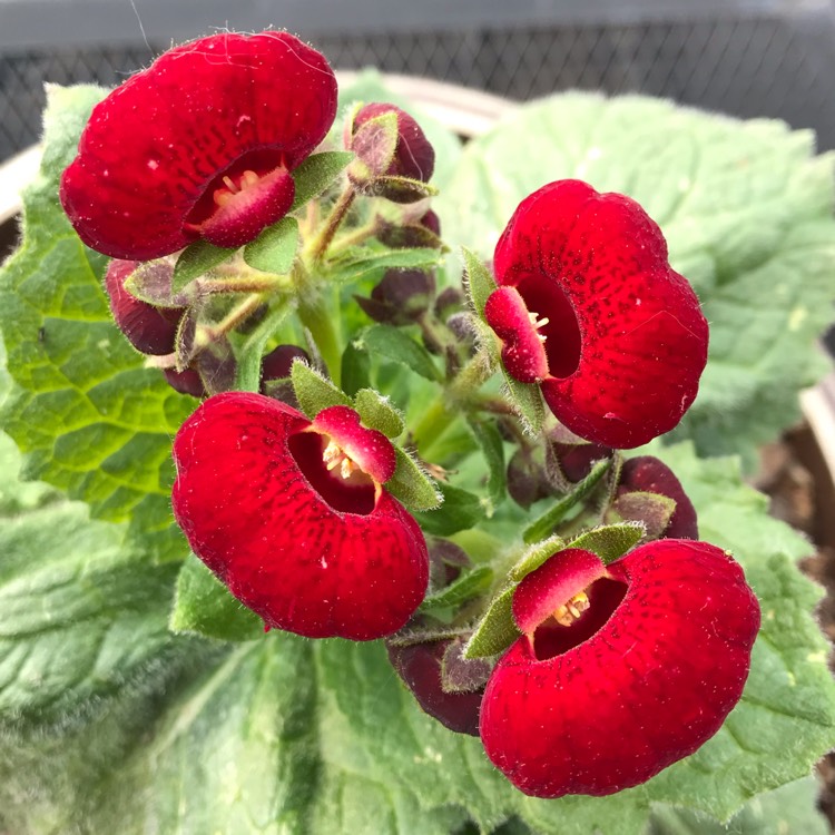 Plant image Calceolaria 'Calynopisis Red'