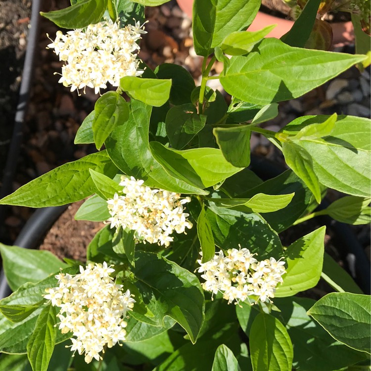 Plant image Cornus sericea 'Flaviramea' syn. Cornus stolonifera 'Flaviramea'