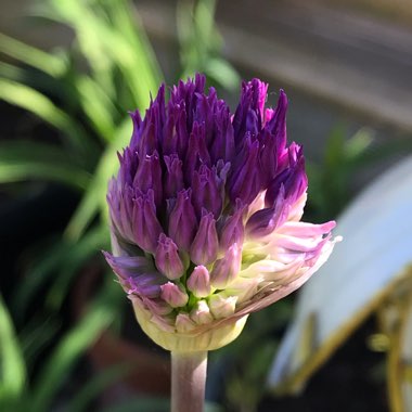 Allium hollandicum 'Purple Sensation' syn. Allium 'Purple Sensation', Allium aflatunense 'Purple Sensation'