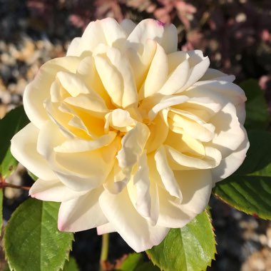 Rosa (Hybrid Tea)