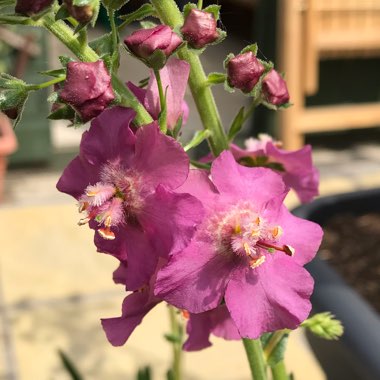 Verbascum phoeniceum Hybrid mix