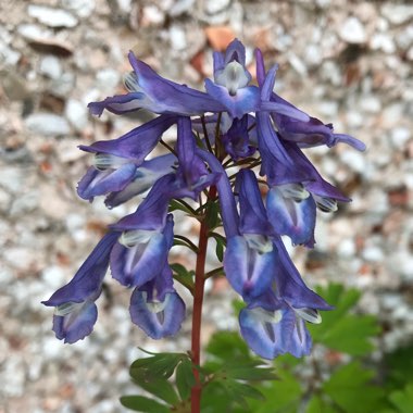 Corydalis