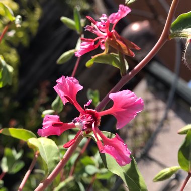 Clarkia amoena syn. Clarkia grandiflora ; Godetia grandiflora