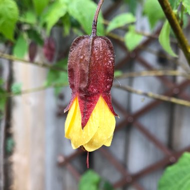 Abutilon 'Kentish Belle'