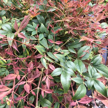 Nandina domestica 'Fire Power'