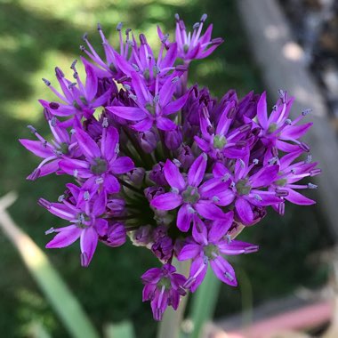 Allium hollandicum 'Purple Sensation' syn. Allium 'Purple Sensation', Allium aflatunense 'Purple Sensation'