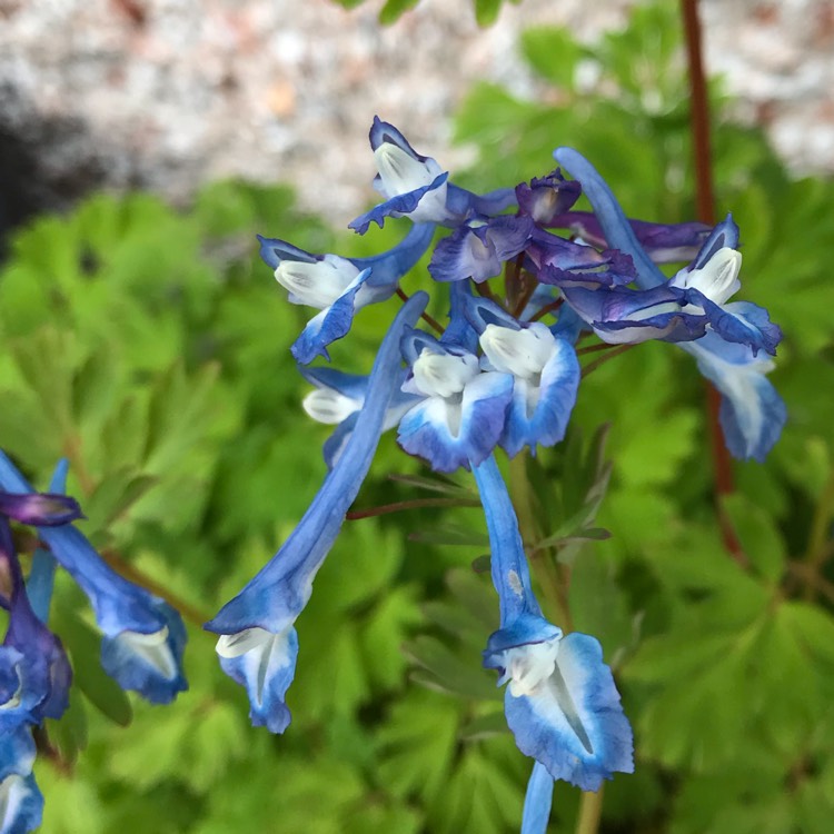 Plant image Corydalis