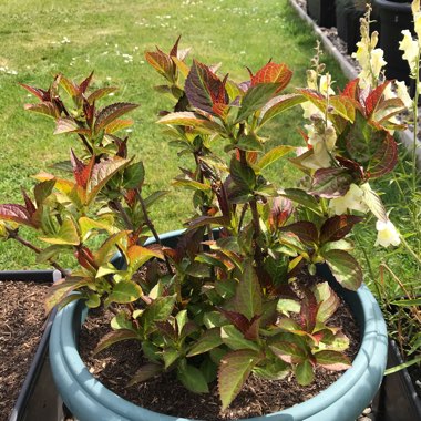 Hydrangea macrophylla 'Shining Angel' (Black Diamonds Series)