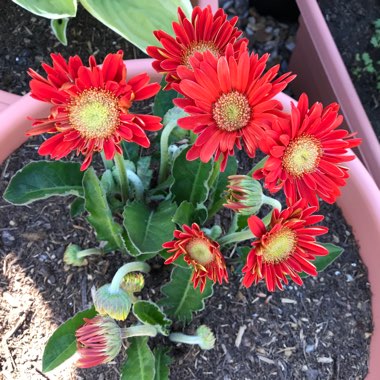 Gerbera Garvinea 'Sweet Love'